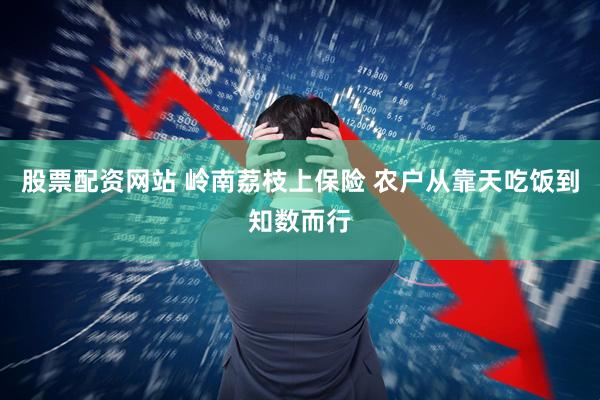 股票配资网站 岭南荔枝上保险 农户从靠天吃饭到知数而行